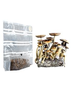Kit de Cultivo Hongos 500cc - MCKENNAII - San Isidro