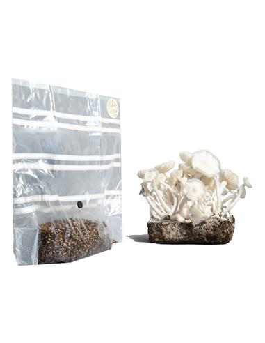 Kit de Cultivo Hongos 1.000cc - ALBINOS - San Isidro