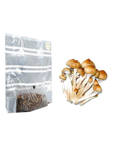 Kit de Cultivo Hongos 1.000cc - MAZATAPEC - San Isidro