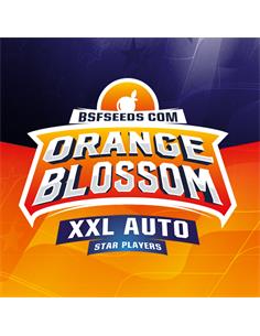 Orange Blossom XXL Auto X2 - BSF Seeds