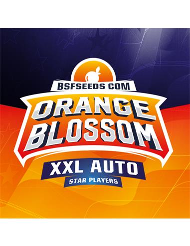 Orange Blossom XXL Auto X12 - BSF Seeds