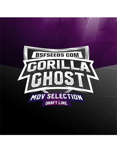 Gorilla Ghost X4 - BSF Seeds