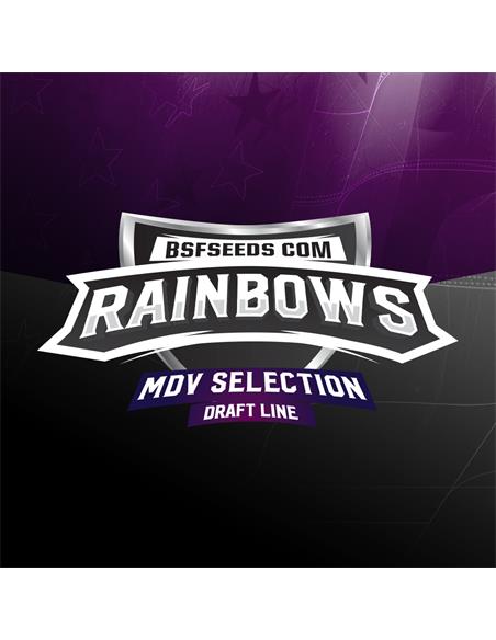 Rainbows X4 - BSF Seeds