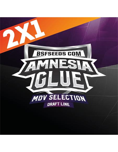 Amnesia Glue X4 - BSF Seeds