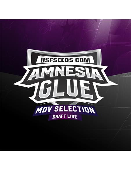 Amnesia Glue X12 - BSF Seeds