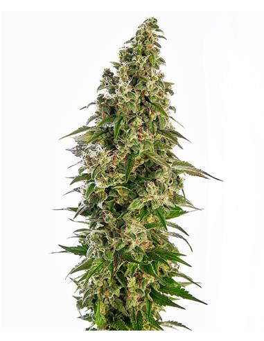 Afghani #1 Auto X3 - Sensi Seeds