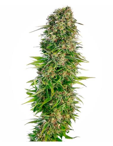 Hindu Kush Auto X3 - Sensi Seeds
