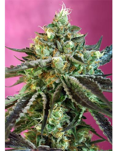 Auto Sweet Nurse CBD X3 - Sweet Seeds