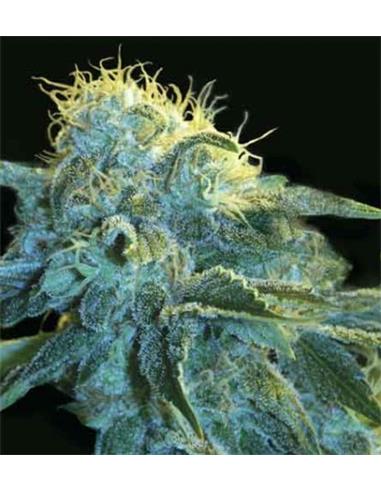New York City X1 - Pyramid Seeds