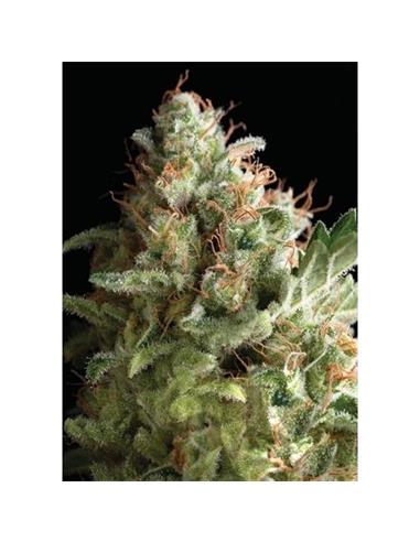 American Pie X1 - Pyramid Seeds