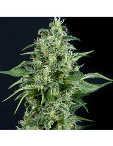 Kryptonite X1 - Pyramid Seeds