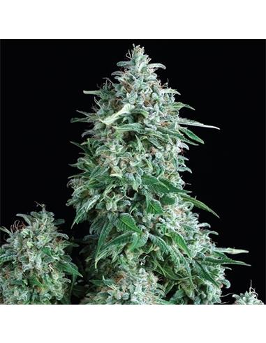 Anubis X3 - Pyramid Seeds