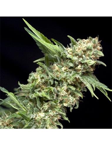 Alpujarreña X3 - Pyramid Seeds