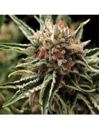 Shark X3 - Pyramid Seeds