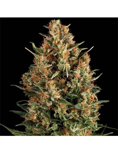 Wembley X3 - Pyramid Seeds