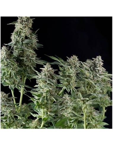 Northern Lights X3 - Pyramid Seeds