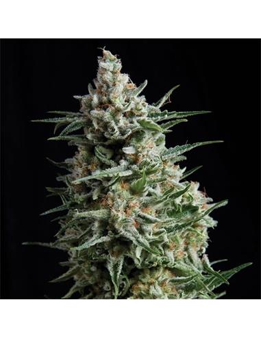 Anesthesia X3 - Pyramid Seeds