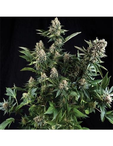 White Widow X3 - Pyramid Seeds