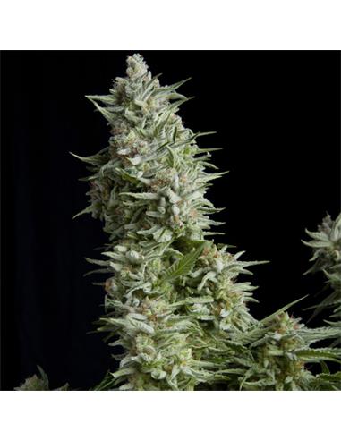 Auto Alpujarreña X1 - Pyramid Seeds