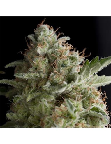 Auto American Pie X1 - Pyramid Seeds