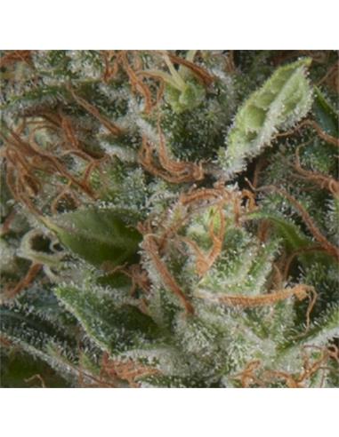 Auto Wembley X3 - Pyramid Seeds