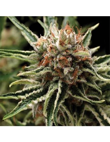 Auto Shark X1 - Pyramid Seeds