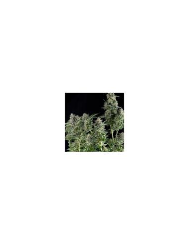 3x2 Auto Northern Lights x1 - Pyramid Seeds
