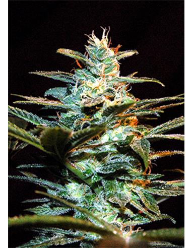 Ice Cool X3 - Sweet Seeds