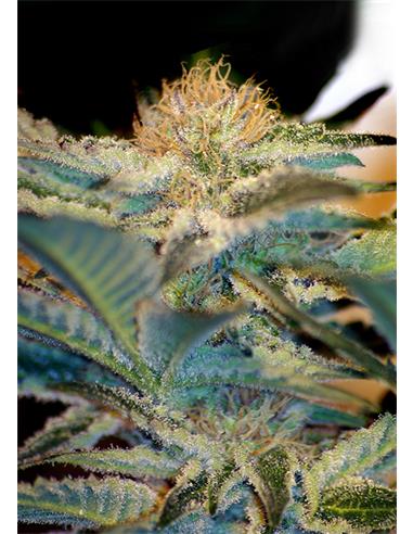 Mohan Ram X3 - Sweet Seeds
