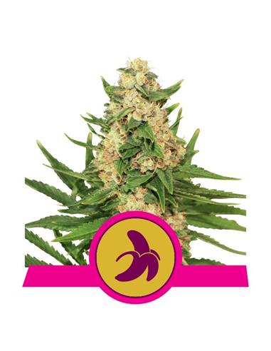 Fat Banana X3 - Royal Queen Seeds