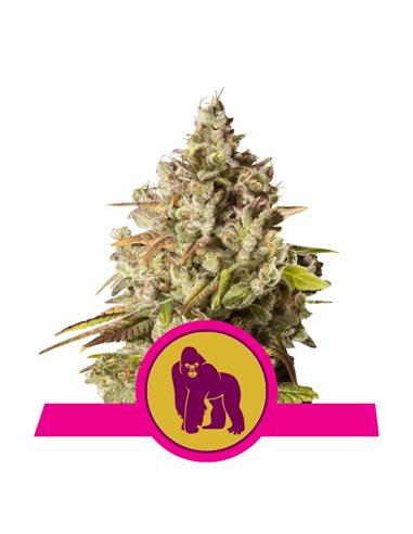 Royal Gorilla X1 - Royal Queen Seeds