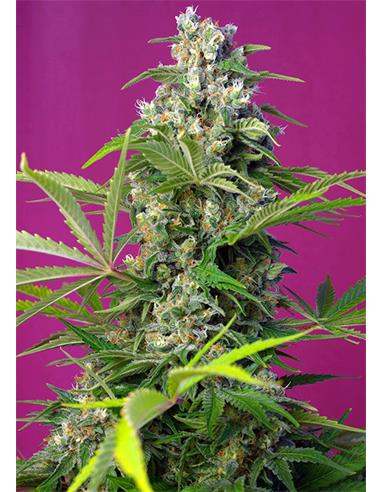 Gorilla Girl X3 - Sweet Seeds