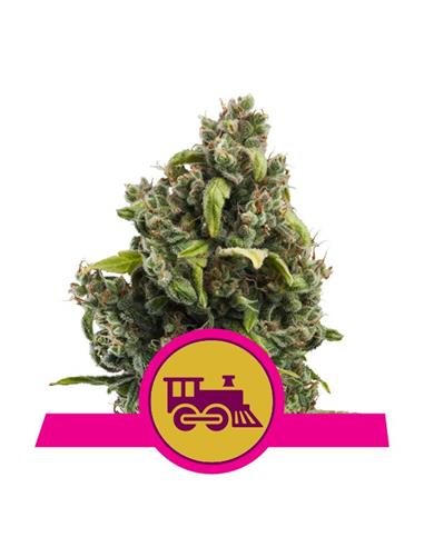 Candy Kush Express X10 - Royal Queen Seeds