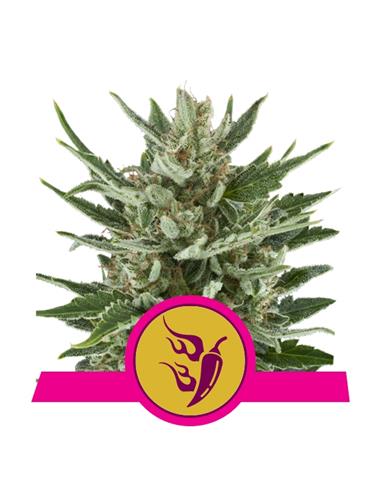 Speedy Chile Fast X10 - Royal Queen Seeds