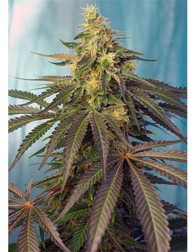 Cream Caramel CBD X3 - Sweet Seeds