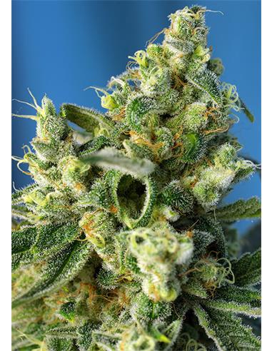 Sweet Amnesia Haze X3 - Sweet Seeds