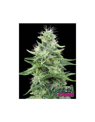 Gorilla Candy X3 - Eva Seeds