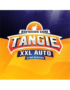 Tangie Auto XXL X4 - BSF Seeds