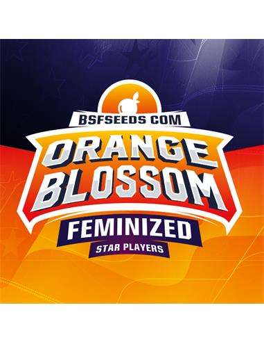 Orange Blossom X2 - BSF Seeds