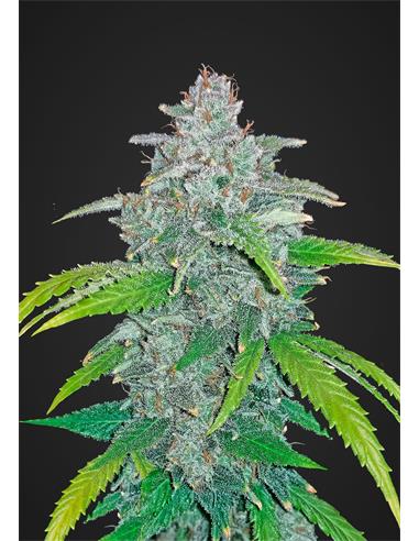 Auto Blue Dream´ Matic  X1- FastBuds