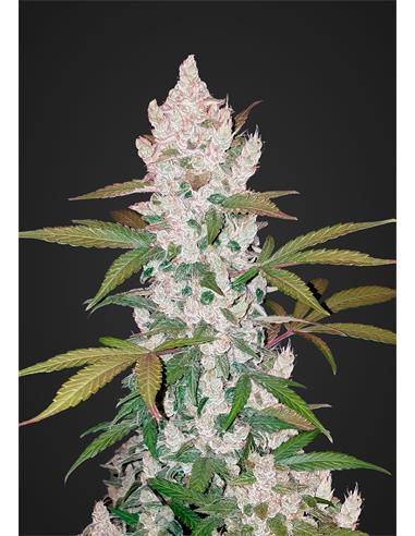Auto Girl Scout Cookies  X1- FastBuds