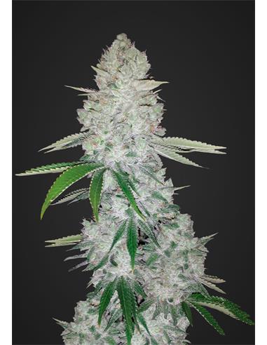Auto Gorilla Glue  X1- FastBuds
