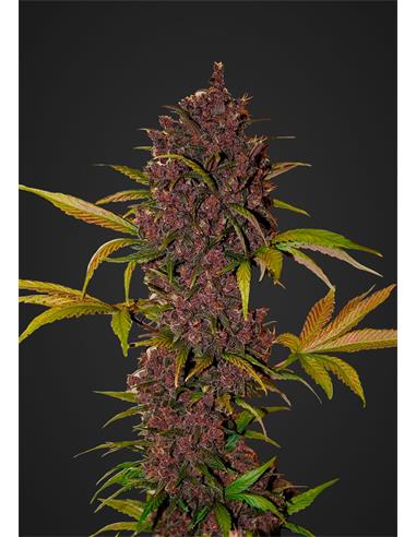 Auto LSD 25  X3- FastBuds