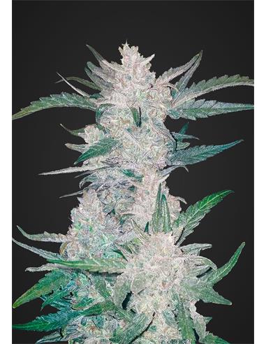 Auto Mexican Airlines  X3- FastBuds