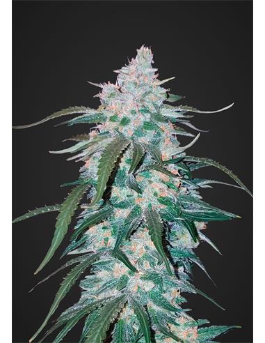 Auto Pineapple Express  X1- FastBuds