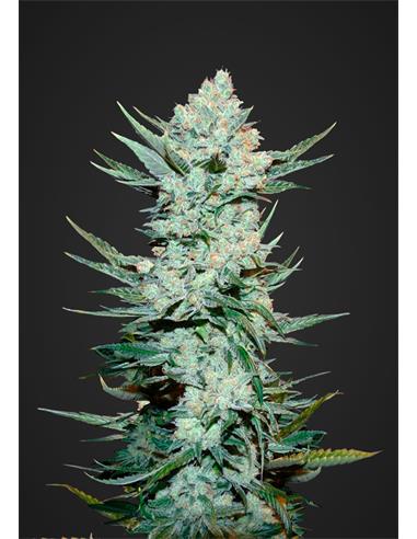 Auto Tangie Matic  X1- FastBuds