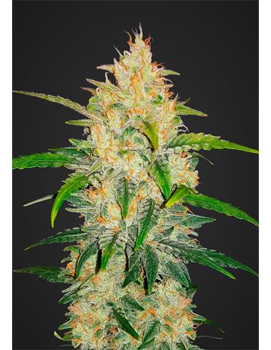 Auto Zkittlez  X1- FastBuds
