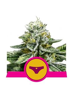 Sherbet Queen X1 - Royal Queen Seeds