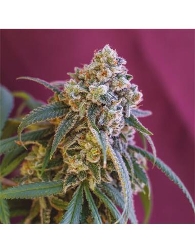 Green Punch X1 - Royal Queen Seeds