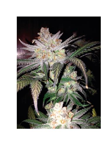 Legendary Punch X1 - Royal Queen Seeds